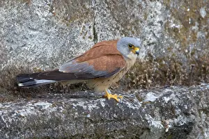 Lesser Kestrel Prints: Lesser Kestrel