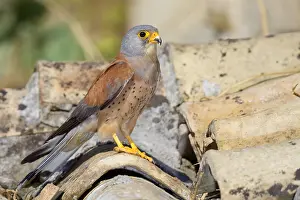 Raptor Wildlife Images Prints: Lesser Kestrel
