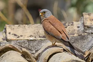 Lesser Kestrel Prints: Lesser Kestrel