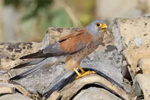 Lesser Kestrel Prints: Lesser Kestrel