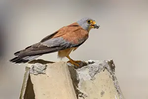 Lesser Kestrel Prints: Lesser Kestrel