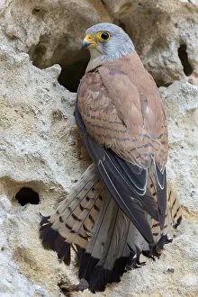 Lesser Kestrel Prints: Lesser Kestrel