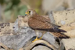 Nature Photography Italy Prints: Lesser Kestrel