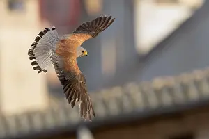 European Raptors Prints: Lesser Kestrel
