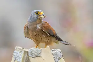 Lesser Kestrel Prints: Lesser Kestrel