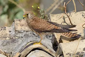 European Nature Photos Prints: Lesser Kestrel