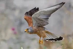 Birds In Flight Europe Prints: Lesser Kestrel