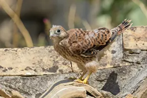 Nature Wildlife Photos Prints: Lesser Kestrel Chick