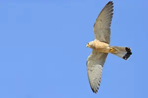 Raptor Bird Species Europe Prints: Lesser Kestrel in flight