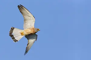 Raptor Wildlife Photos Prints: Lesser Kestrel in flight