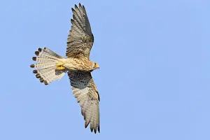 Nature Wildlife Photos Prints: Lesser Kestrel in flight