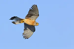 Bird In Flight Pictures Prints: Lesser Kestrel in flight