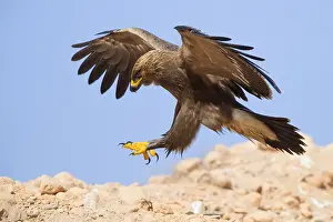 Lesser Spotted Eagle Prints: Lesser Spotted Eagle