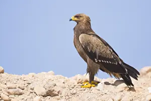 Lesser Spotted Eagle Prints: Lesser Spotted Eagle