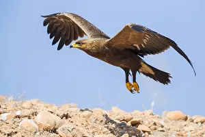 Lesser Spotted Eagle Prints: Lesser Spotted Eagle