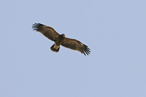 Lesser Spotted Eagle Prints: Lesser Spotted Eagle, Schreeuwarend, Aquila pomarina