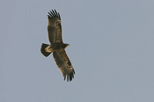 Lesser Spotted Eagle Prints: Lesser Spotted Eagle, Schreeuwarend, Aquila pomarina