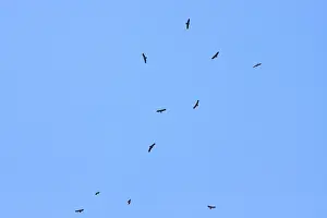 Lesser Spotted Eagle Prints: Lesser Spotted Eagle, Schreeuwarend, Aquila pomarina