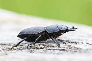 Lesser Stag Beetle Prints: Lesser stag beetle, Dorcus parallelipipedus