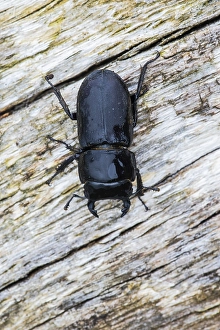 Dorcus Parallelipipedus Prints: Lesser stag beetle, Dorcus parallelipipedus