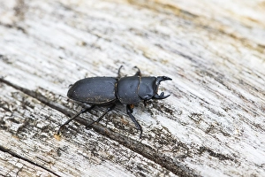 Nature Close Up Photography Prints: Lesser stag beetle, Dorcus parallelipipedus