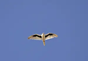 Bird Of Prey Australia Prints: Letter-winged Kite, Elanus scriptus