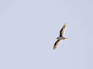 Bird Of Prey Australia Prints: Letter-winged Kite, Elanus scriptus