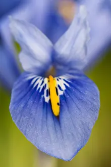 Iris Flower Close Up Prints: Lis, Iris