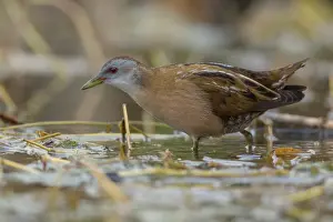 Small Bird Species Prints: Little Crake