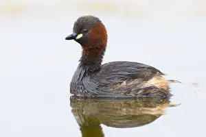 Daytime Bird Photography Prints: Little Grebe