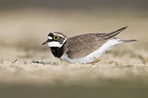 Shorebird Species Prints: Little Ringed Plover