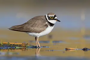 Wader Bird Species Prints: Little Ringed Plover