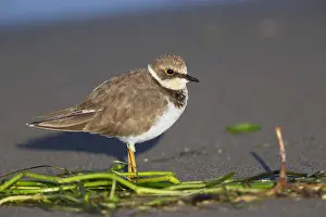 Wader Bird Species Prints: Little Ringed Plover