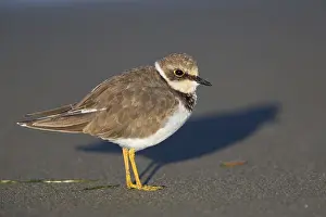 Charadrius Dubius Habitat Prints: Little Ringed Plover