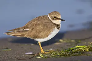 European Shorebirds Prints: Little Ringed Plover