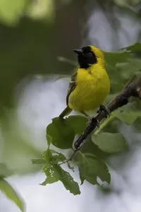 Images Dated 2nd August 2016: Little Weaver Print: A Perched Bird in a Tree
