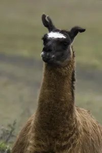 Llama Portrait Prints: Llama