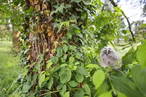 Outdoor Wildlife Photography Tips Prints: Long-eared Owl, Asio otus