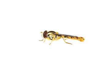 European Hoverflies Prints: Long hoverfly, Sphaerophoria scripta