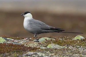 Wildlife In Norway Prints: Long-tailed Jaeger