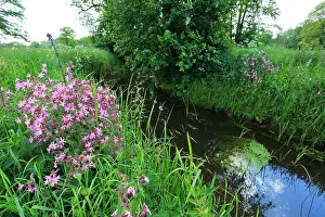 Images Dated 7th June 2013: Print of Loopje Een meanderend Loopje in the Drentsche Aa