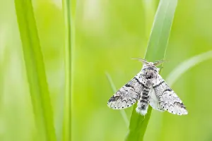 Insect Macro Photography Prints: Macro image of a butterfly
