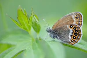 Butterfly Species Prints: Macro image of a butterfly