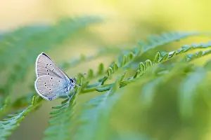 Macro Print of Mazarine Blue Butterfly (Cyaniris semiargus) in Flight
