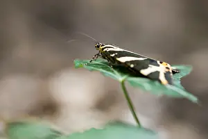 German Wildlife Fauna Images Prints: Macro image of a butterfly
