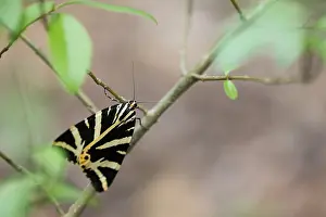 Jersey Tiger Moth Prints: Macro image of a butterfly