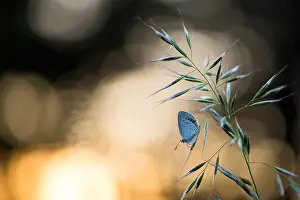 Asian Wildlife Images Prints: Macro image of a butterfly