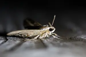 European Moth Species Prints: Macro image of a butterfly