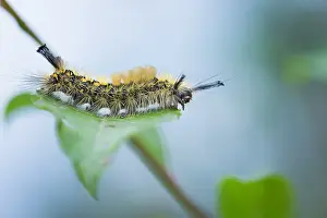 Asian Wildlife Images Prints: Macro image of a butterfly