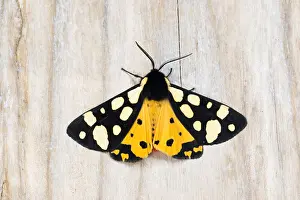 Macro Print of a Cream-spot Tiger Butterfly
